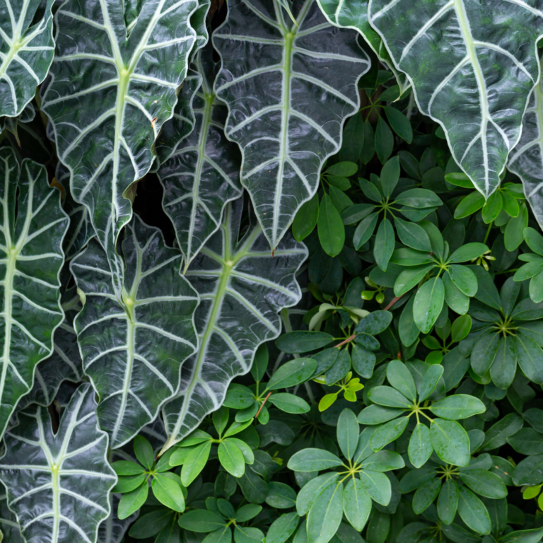 Jardins Verticais: Elevando o Verde