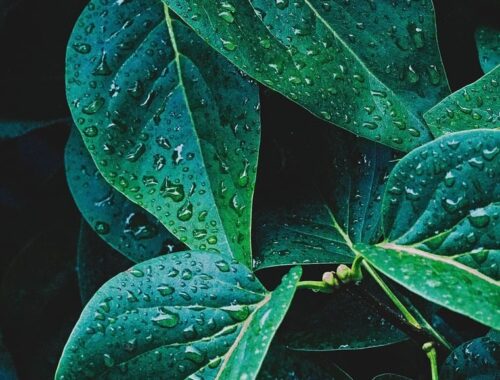 leaves-8222919_1280