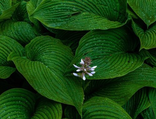 plant-7899582_1280