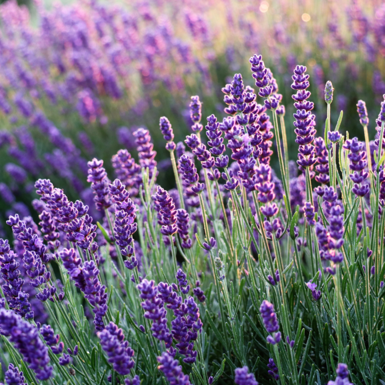 Lavanda: Beleza, Bem-Estar e Harmonia nos Ambientes